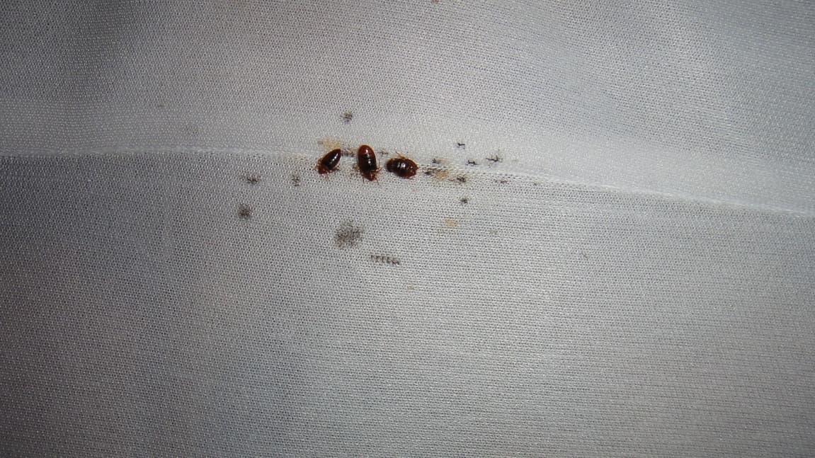 Punaises de lit sur matelas — infestation réelle traitée par Attrape Nuisibles Paris