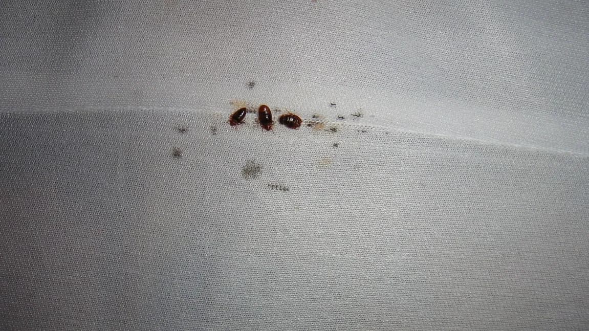 Punaises de lit en été : pourquoi la chaleur et les voyages favorisent les infestations