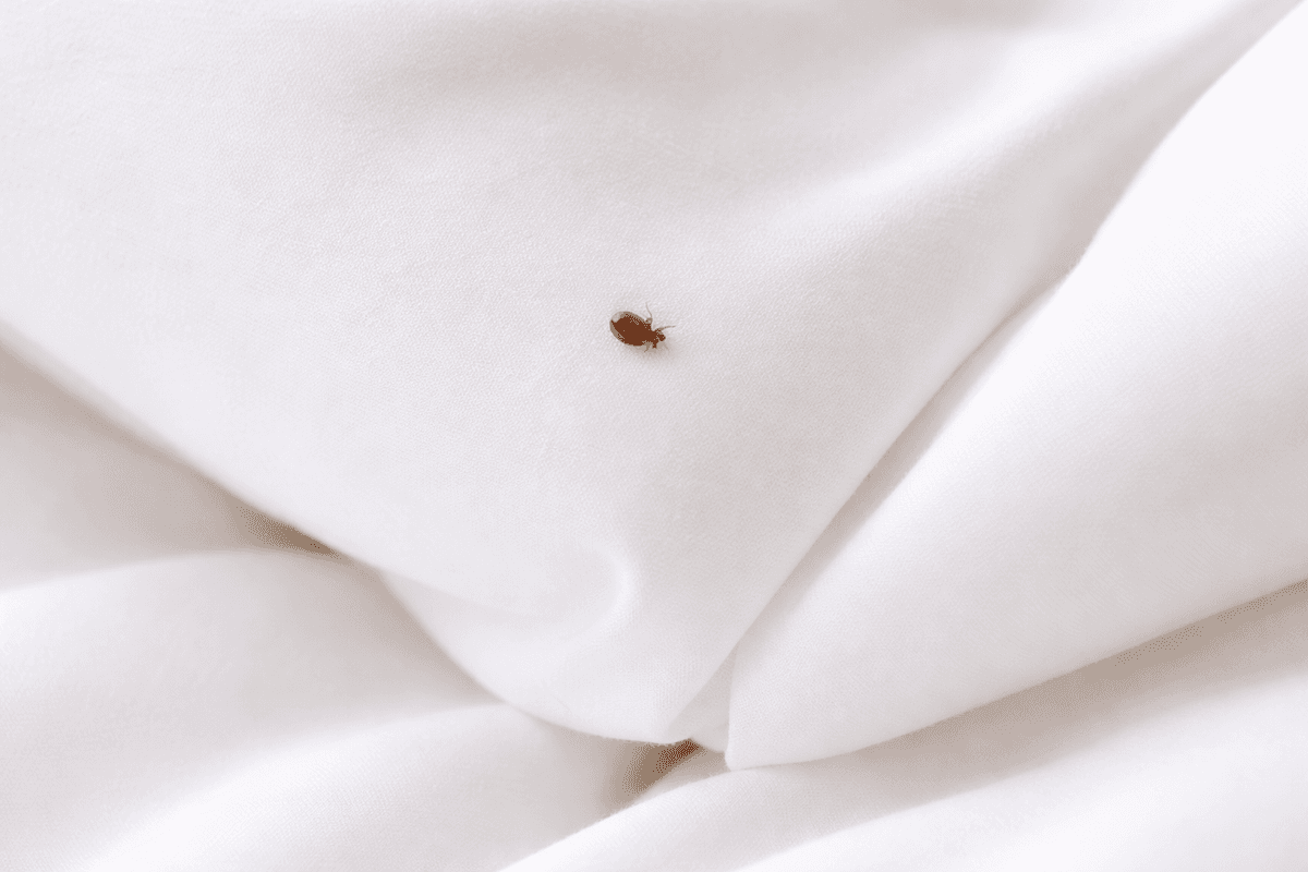 Insectes punaises de lit visibles sur draps