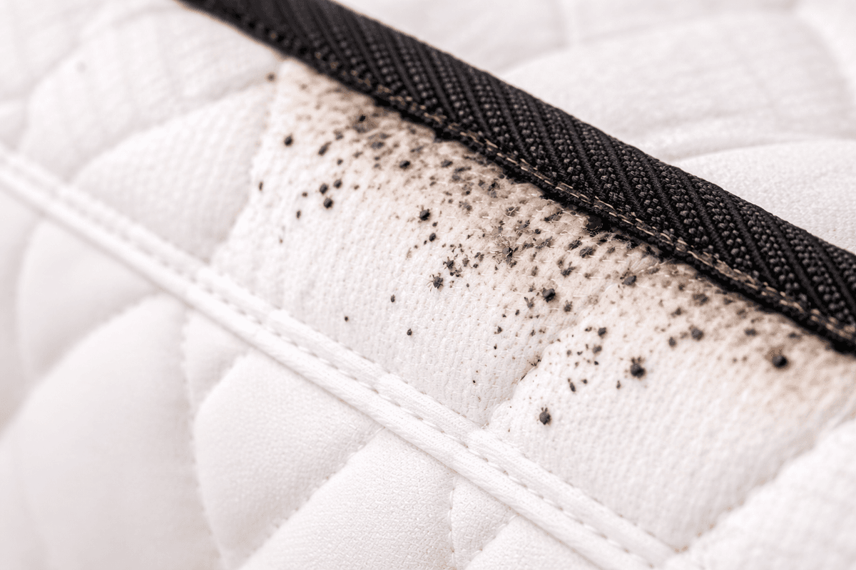 Taches et traces de punaises de lit sur matelas