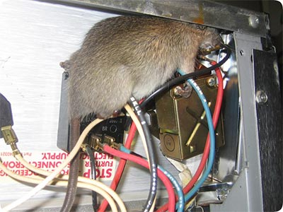Rat rongant les câbles électriques d'un logement