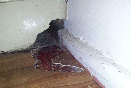 Risques sanitaires et dégâts causés par les rats à Paris